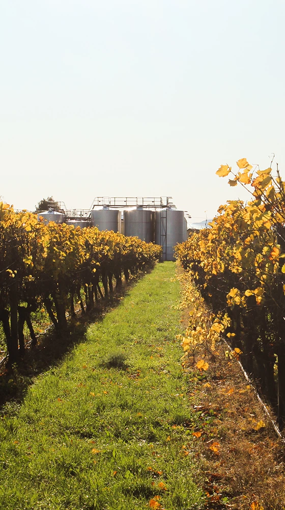 Waimea Estates Sauvignon Gris 2021/22, Nelson - Image 3