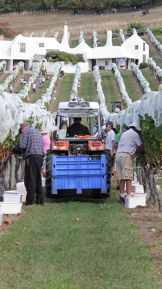 Te Mata ′Coleraine′ 2018, Hawkes Bay - Image 3