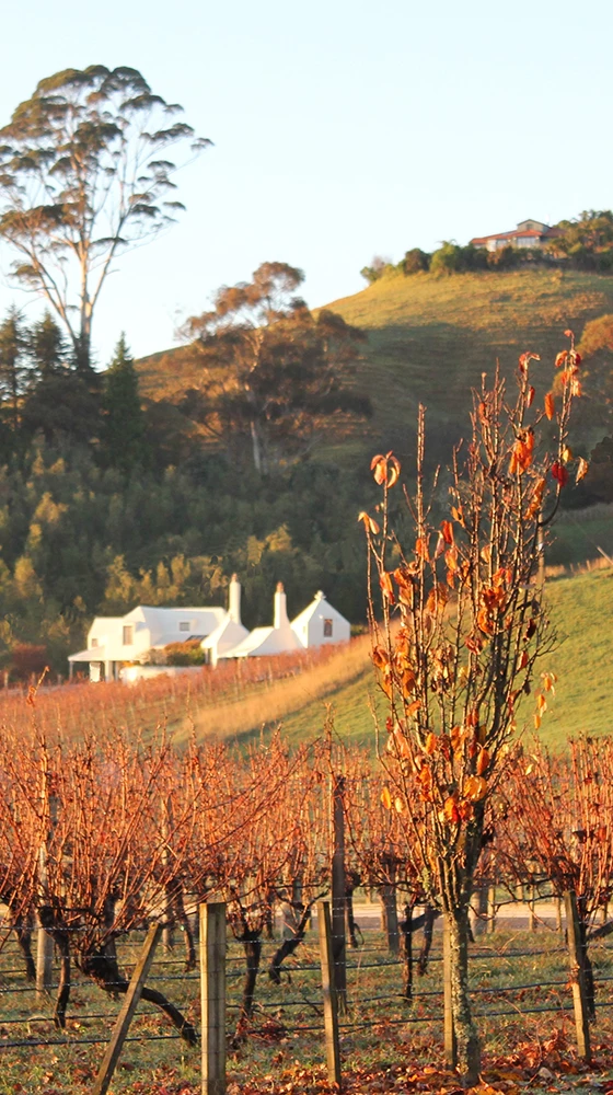 Te Mata ′Coleraine′ 2018, Hawkes Bay - Image 4