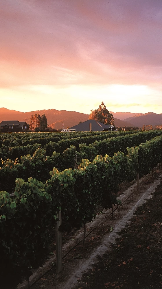 Saint Clair ′Pioneer Block′ Cabernet Merlot 2019, Hawkes Bay - Image 3