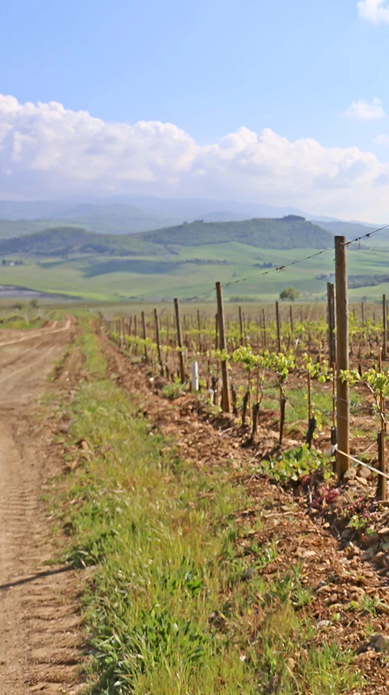 Agostina Pieri Brunello Di Montalcino DOCG 2017/18 - Image 4